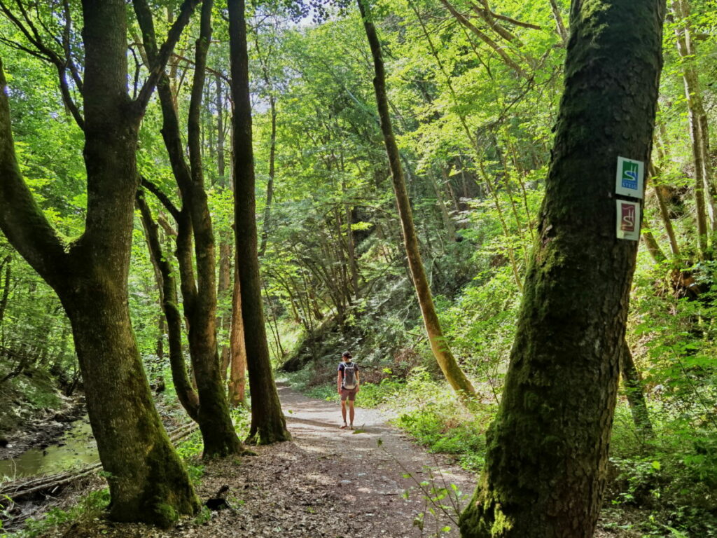 Naturwunder Baybachklamm mit Wald- und Flußschluchten